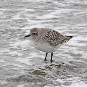 Grey Plover