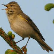 Willow Warbler