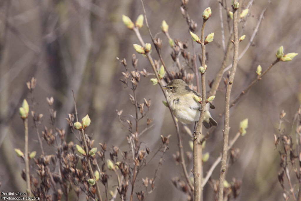 Common Chiffchaff, identification, Behaviour