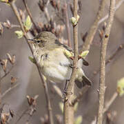 Common Chiffchaff