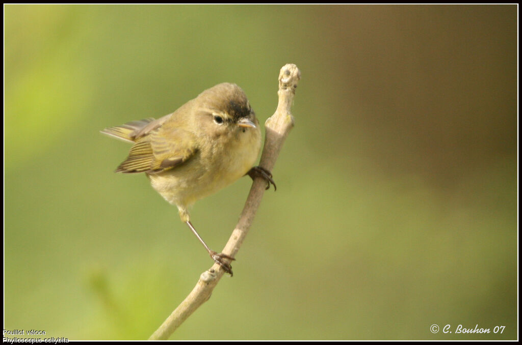 Common Chiffchaff