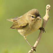 Common Chiffchaff