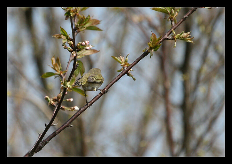 Common Chiffchaff