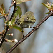 Common Chiffchaff