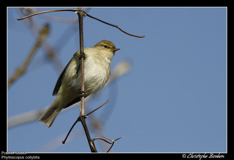 Common Chiffchaff, identification, Behaviour