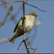 Common Chiffchaff