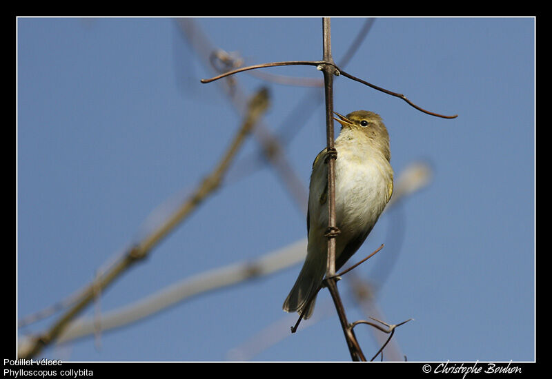 Common Chiffchaff, identification, Behaviour