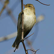 Common Chiffchaff