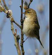 Common Chiffchaff