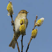 Common Chiffchaff