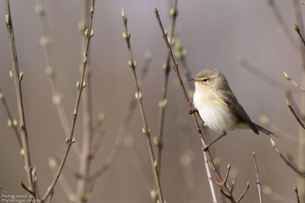 Common Chiffchaff, identification