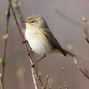 Common Chiffchaff