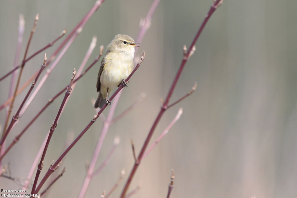 Common Chiffchaff, identification, Behaviour