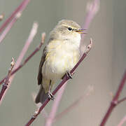 Common Chiffchaff