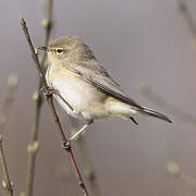 Common Chiffchaff