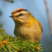 Common Firecrest