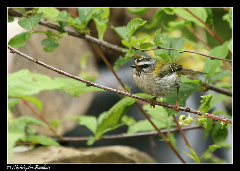 Common Firecrest