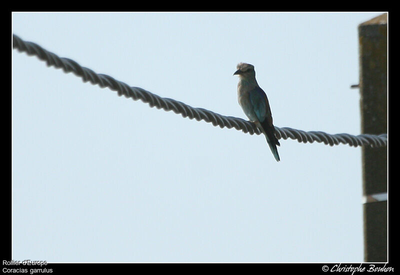 European Roller