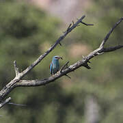 European Roller