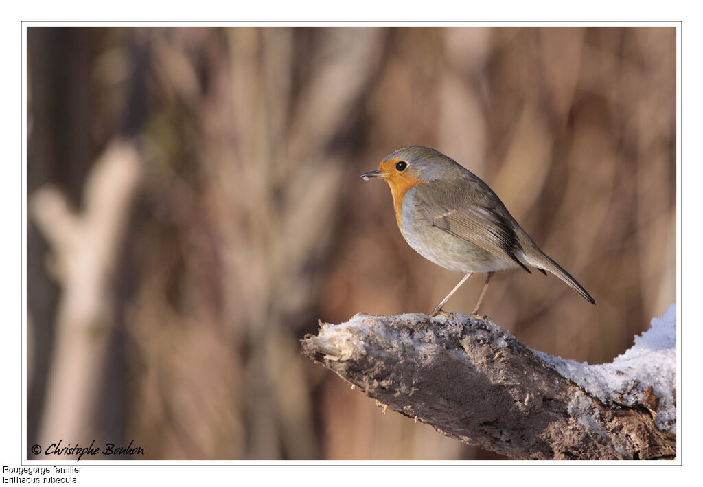 Rougegorge familier, identification