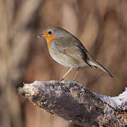 European Robin