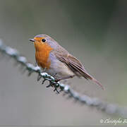 European Robin