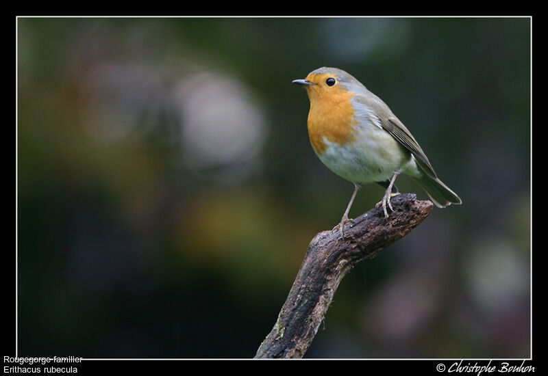 European Robin