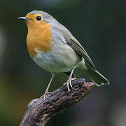 European Robin