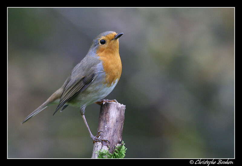 European Robin