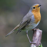 European Robin