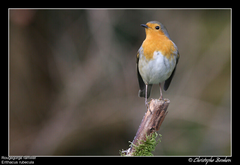 European Robin