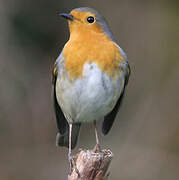 European Robin