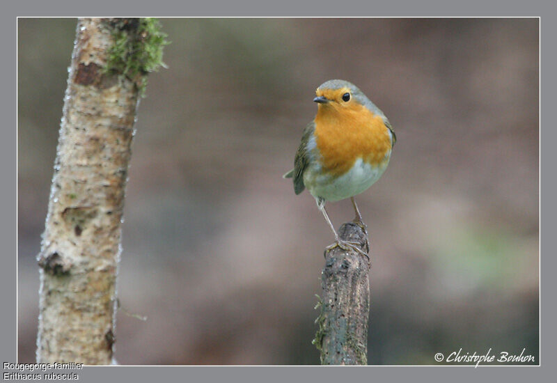 Rougegorge familier, identification