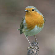 European Robin