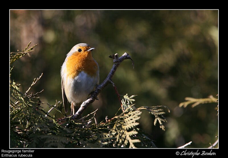 Rougegorge familier, identification