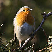 European Robin