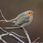 European Robin