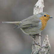 European Robin