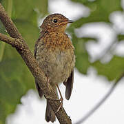 European Robin