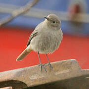 Black Redstart