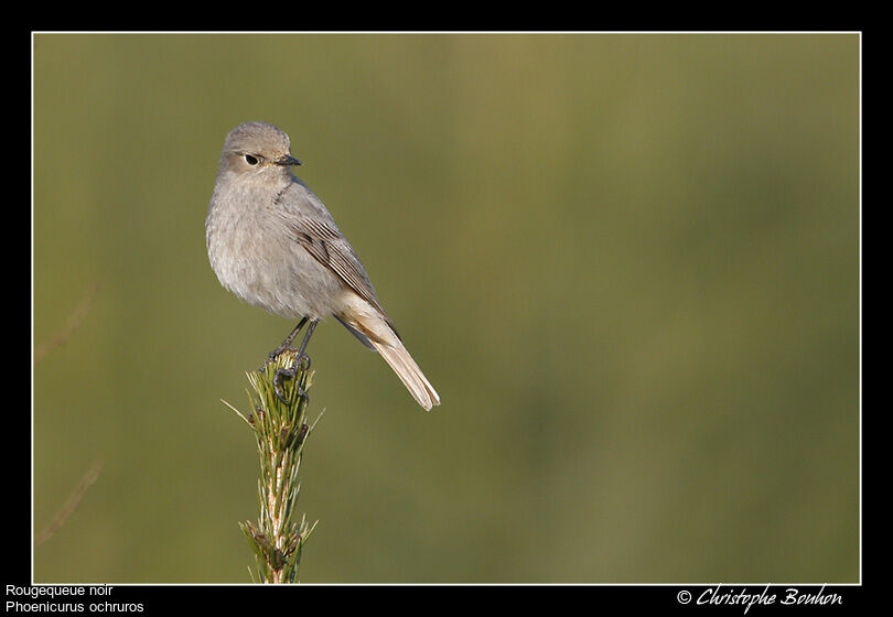 Black Redstart, identification