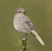 Black Redstart