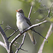 Marsh Warbler