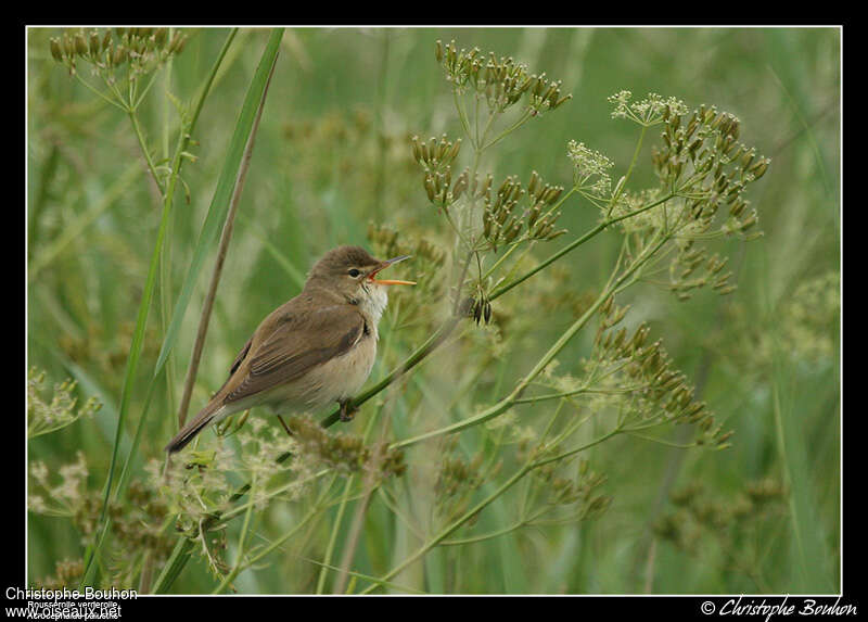 Marsh Warbler male adult breeding, habitat, pigmentation, song