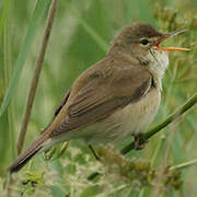 Marsh Warbler