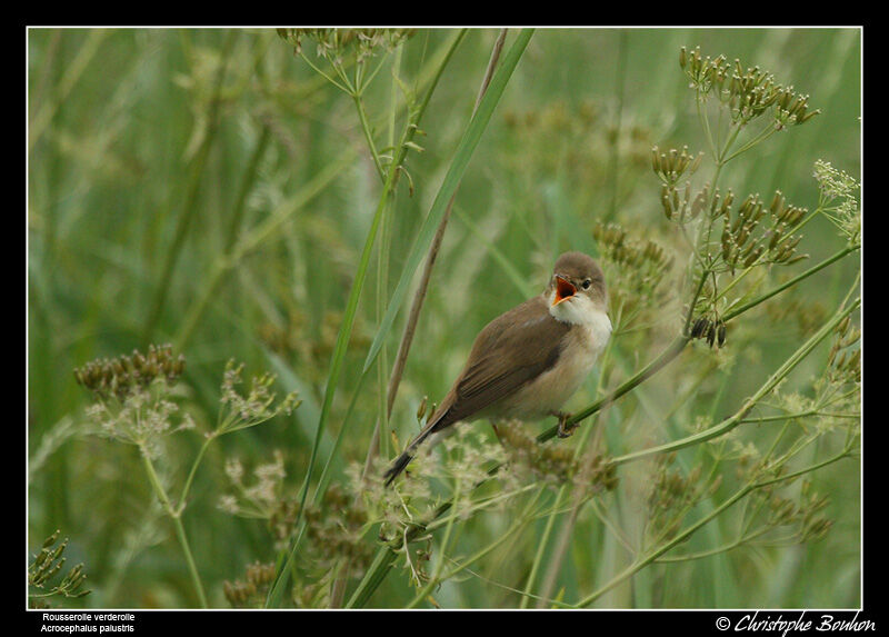 Marsh Warbler