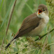 Marsh Warbler