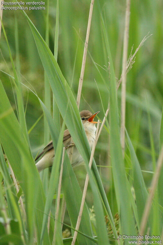 Marsh Warbler