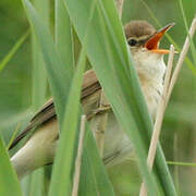 Marsh Warbler