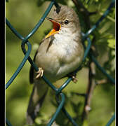 Marsh Warbler